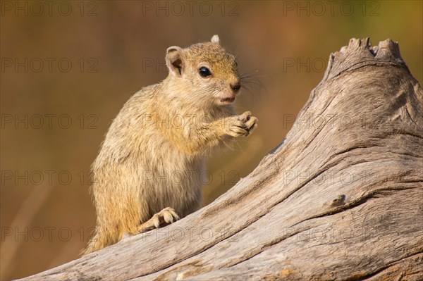 Ochre-footed bush squirrel