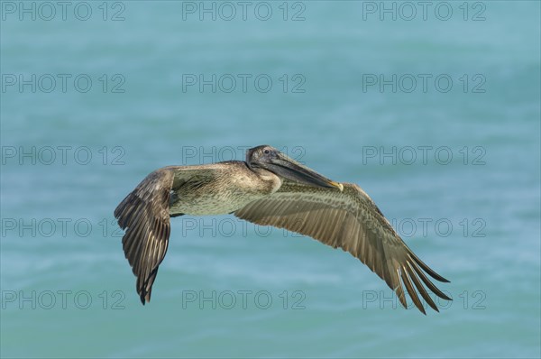 Young brown pelican