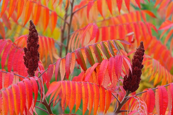 Staghorn sumac