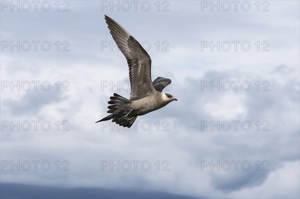 Arctic Skua