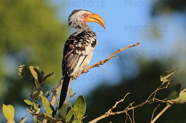 Yellow-billed Stocko