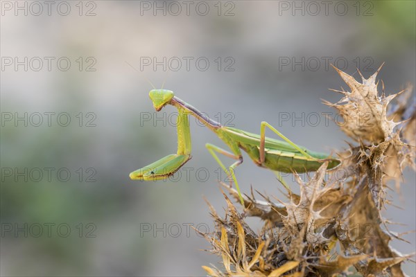 Mediterranean praying mantis