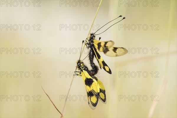 Eastern butterfly moth