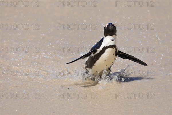 Billiard penguin