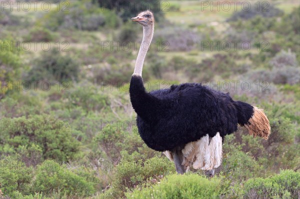 Ostrich