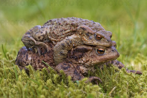 Green toad