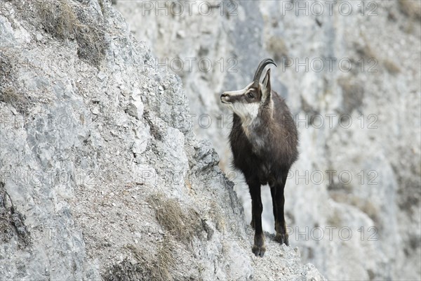 Chamois