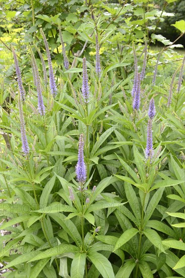 Virgin Speedwell