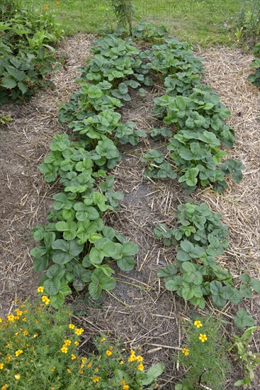 Organic garden mulched with strawberries