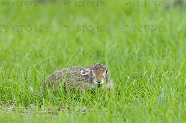 European brown hare