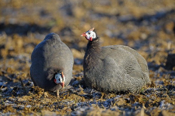 Helmeted Guineafowl