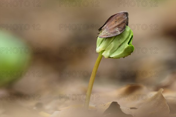 Beech seedling