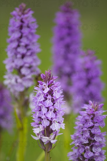 Southern marsh orchid