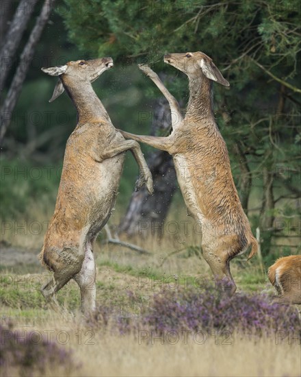 Red deer