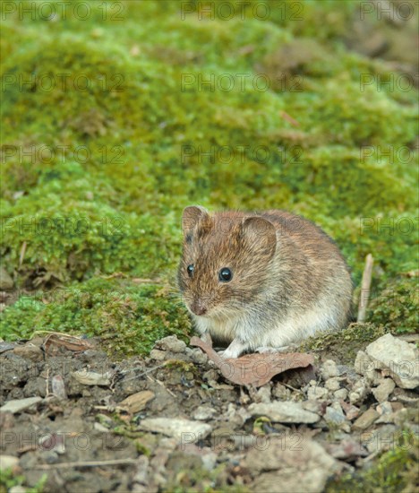 Bank vole