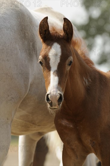 Arabian thoroughbred