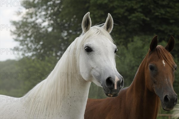 Arabian thoroughbred