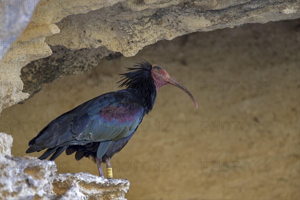 Northern bald ibis