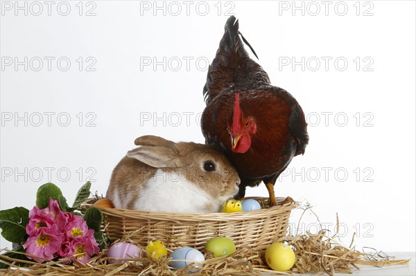 Dwarf rabbit and dwarf cock