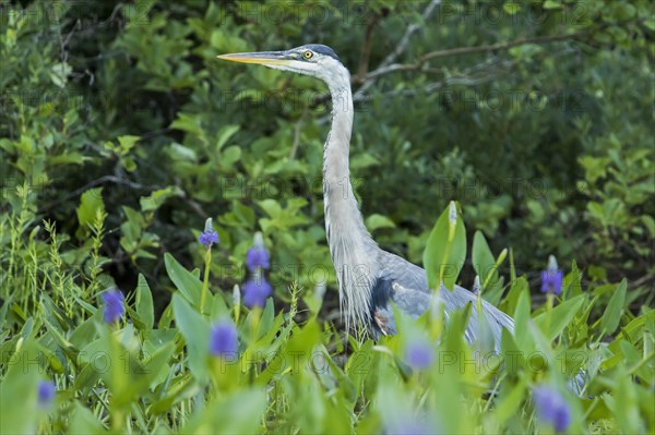 Great blue heron