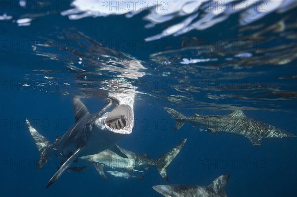 Blacktip Sharks