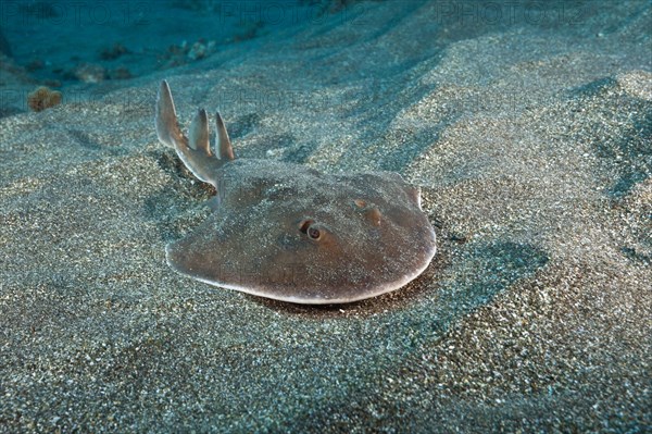 Juvenile giant tremor ray