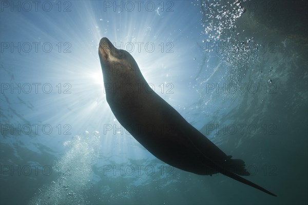 California sea lion