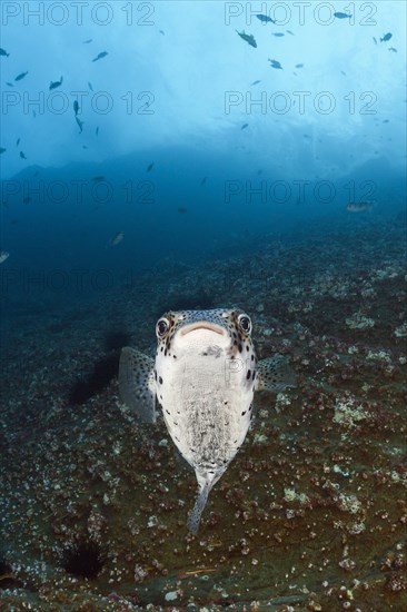 Common Porcupinefish