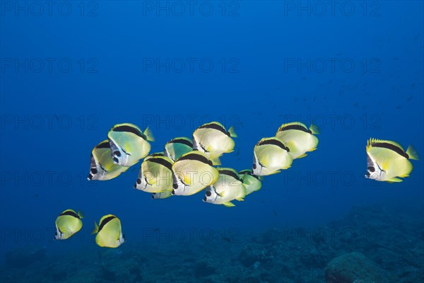 Shoal of Barberfish