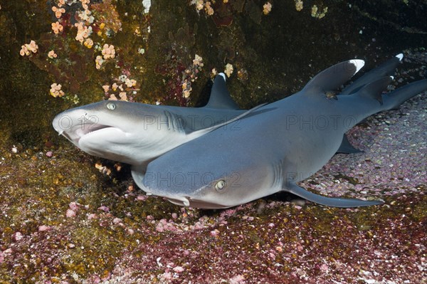 Whitetip Reef Shark