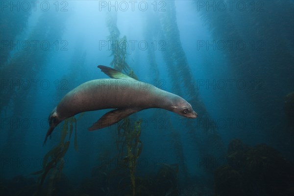 California sea lion