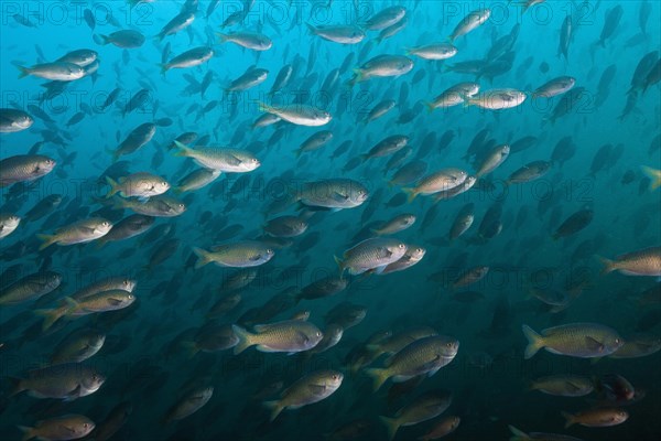 Shoal of swallowtail damselfish