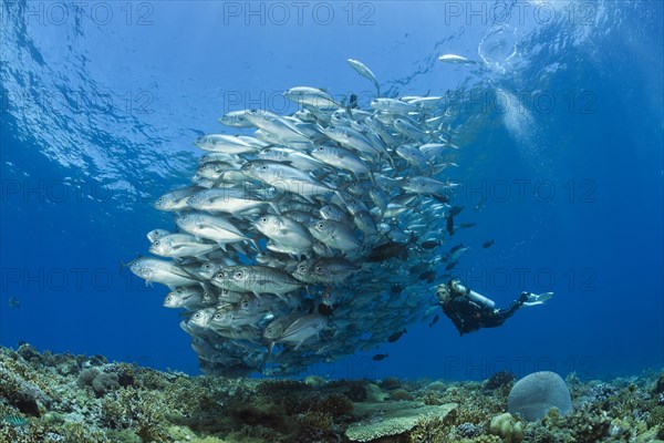 Diver and shoal of bigeye stingrays