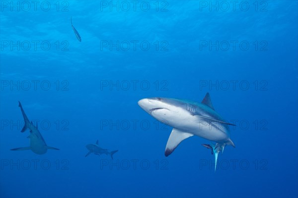 Grey reef shark