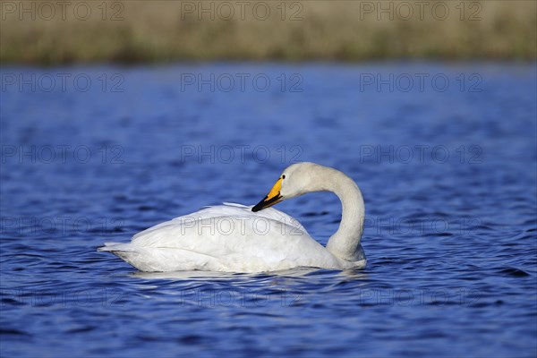 Whooper swan