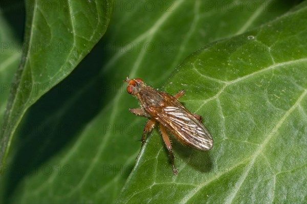 Dung fly