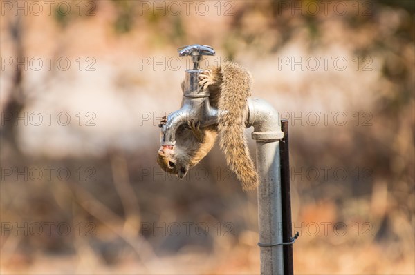 Smith's bush squirrel