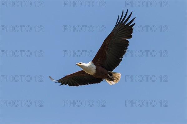 African fish eagle