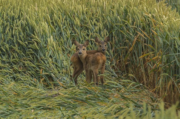 European roe deer