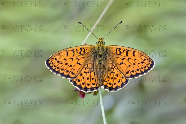 Fringe spotted pearl butterfly