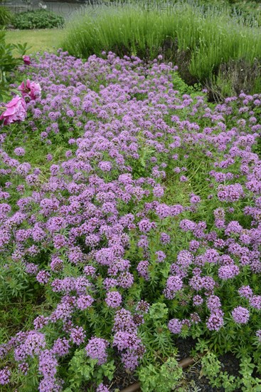 Valerian face