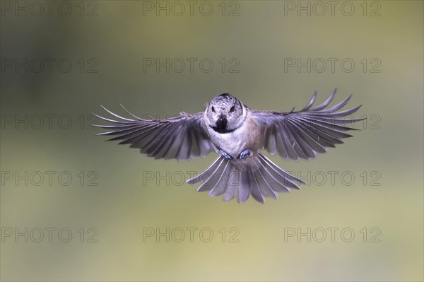 Crested tit