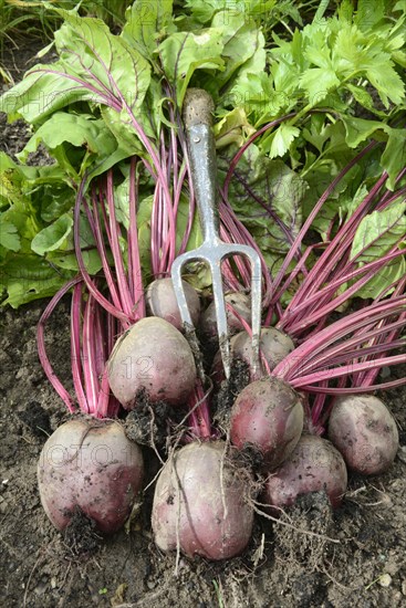 Beetroot