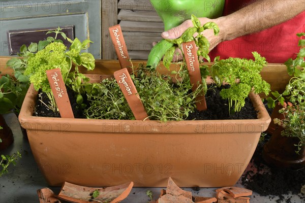 Planting of plant pots with herbs