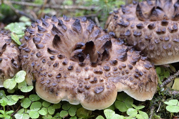 Shingled hedgehog