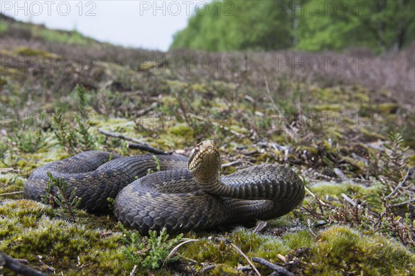 Common European Adder