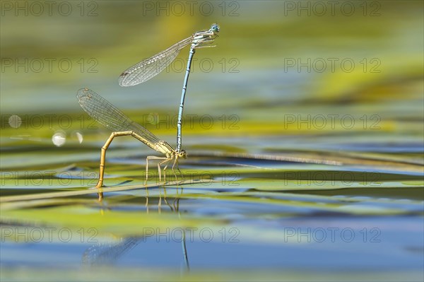 White-legged damselflies