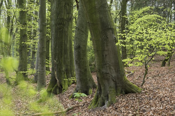Beech forest