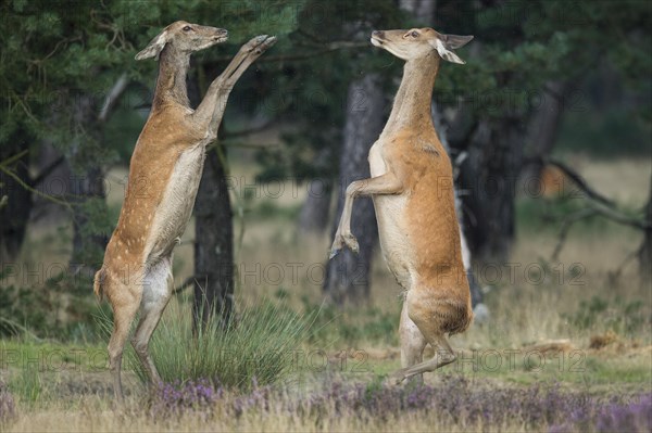 Red deer