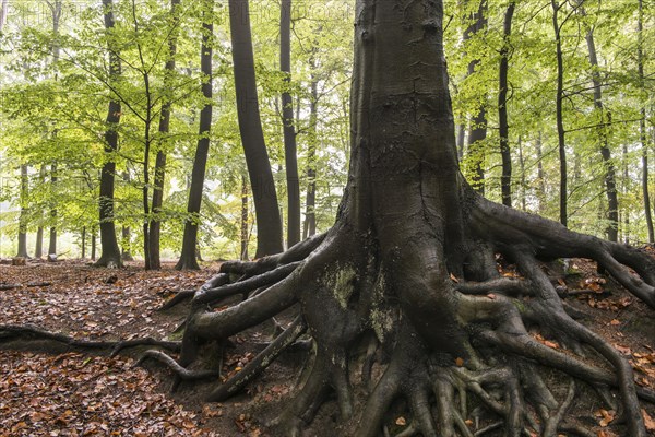 Common beech